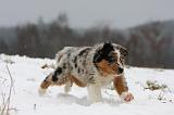BERGER AUSTRALIEN PUPPIES 522